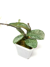 Load image into Gallery viewer, Hoya Carnosa Grey Ghost C