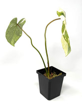 Load image into Gallery viewer, Philodendron Gloriosum Variegated C