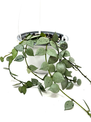 Hoya Lacunosa Super Silver (Hanging Basket)