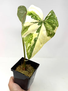 Philodendron Gloriosum Variegated C