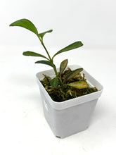 Load image into Gallery viewer, Hoya Manipurensis Variegated C