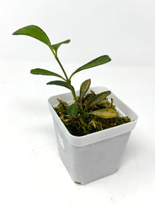 Hoya Manipurensis Variegated C