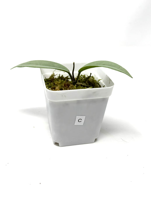 Hoya Wilbur Graves Silver C
