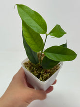 Load image into Gallery viewer, Hoya Cystiantha