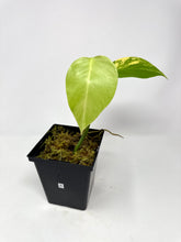 Load image into Gallery viewer, Monstera Deliciosa Aurea Variegated E