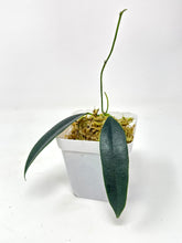 Load image into Gallery viewer, Hoya Greenii