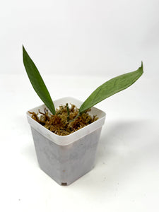 Hoya Germany Silver D