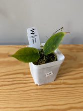 Load image into Gallery viewer, 148. Hoya Inflata