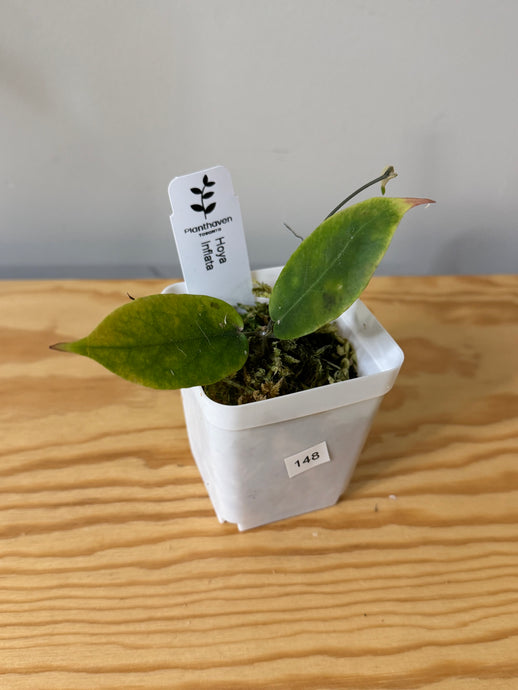148. Hoya Inflata