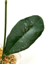 Load image into Gallery viewer, Hoya Hamiltoniorum