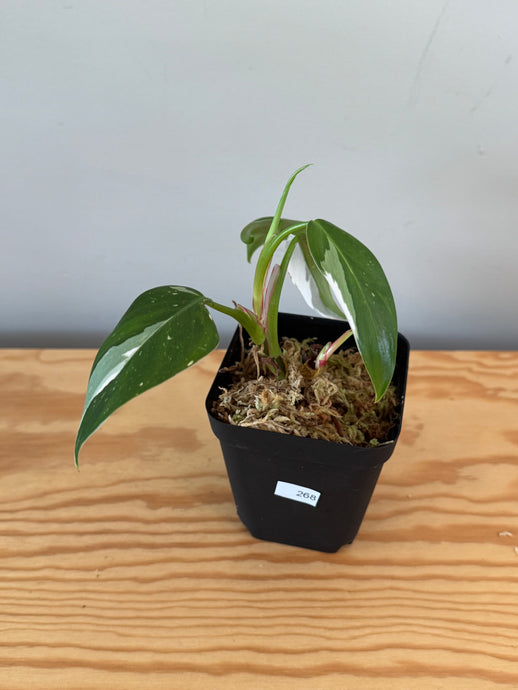 268. Philodendron White Princess