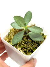 Load image into Gallery viewer, Hoya Nummularioides Silver