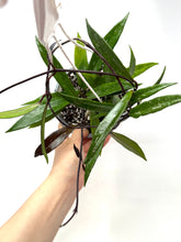 Load image into Gallery viewer, Hoya Pubicalyx 6” Hanging Basket