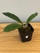 Load image into Gallery viewer, 22. Hoya Kalimantan