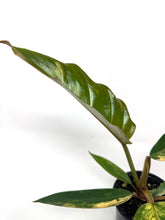 Load image into Gallery viewer, Philodendron Caramel Marble 4”
