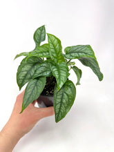 Load image into Gallery viewer, Monstera Siltepecana