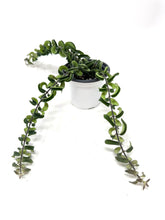 Load image into Gallery viewer, Aeschynanthus Radicans ‘Curly’