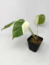 Load image into Gallery viewer, Monstera Deliciosa Albo Variegated A