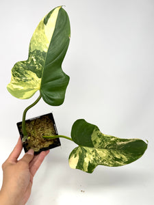 Philodendron Bipennifolium Violin Variegated G