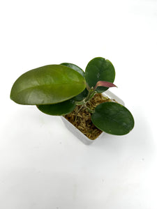 Hoya Australis