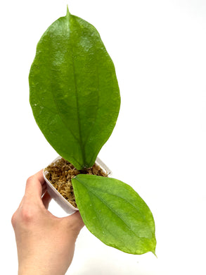 Hoya Lambii