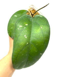 Hoya cv. Lea