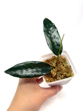 Load image into Gallery viewer, Hoya Onychoides