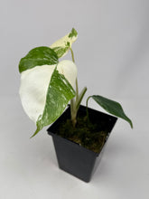 Load image into Gallery viewer, Monstera Deliciosa Albo Variegated C