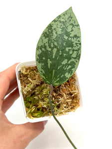 Hoya Glabra Silver E