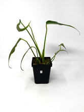 Load image into Gallery viewer, Philodendron Burle Marx Flame F
