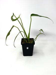Philodendron Burle Marx Flame F