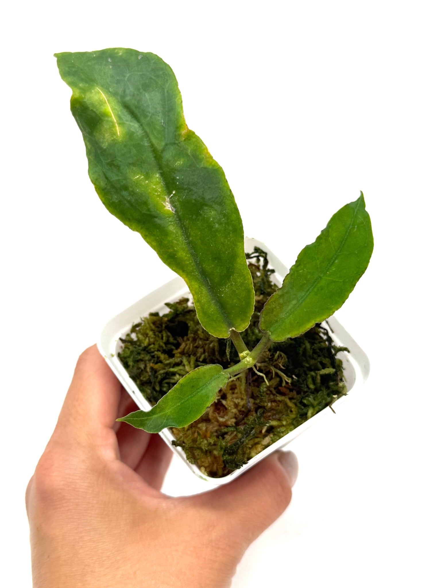 その他観葉植物 Hoya  undulata Hoya Undulata Green Leaves – Planthaven Toronto