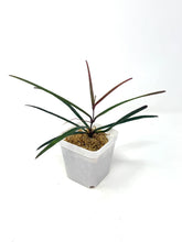 Load image into Gallery viewer, Hoya Insularis