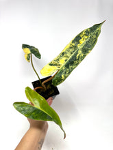 Load image into Gallery viewer, Philodendron Billietiae Variegated B