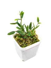Load image into Gallery viewer, Hoya Engleriana