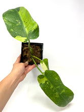 Load image into Gallery viewer, Philodendron Jose Buono