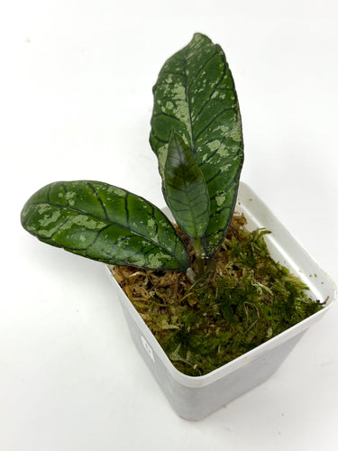Hoya Gunung Gading Silver Ghost D
