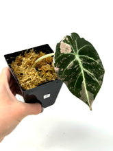 Load image into Gallery viewer, Alocasia Black Velvet Variegated B