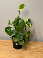 Load image into Gallery viewer, 115. Peperomia Obtusifolia Variegated (ships within Canada only)