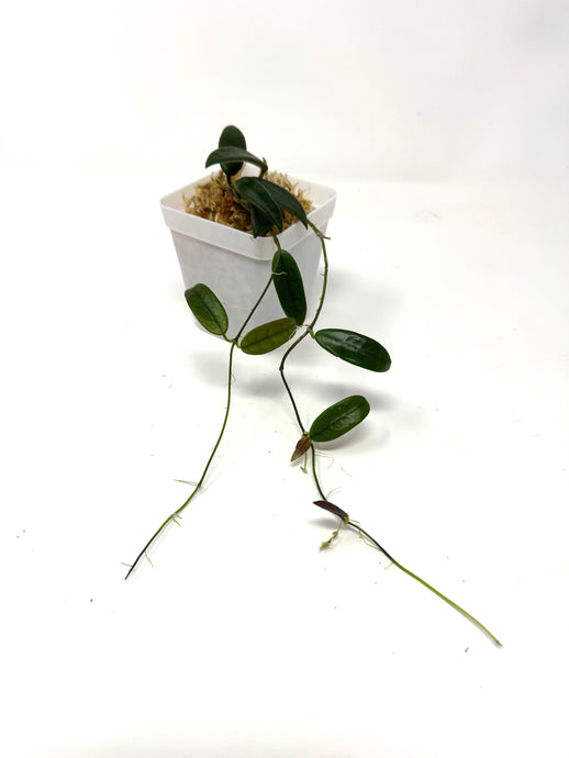 Hoya Lyi
