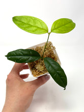 Load image into Gallery viewer, Hoya Campanulata