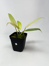 Load image into Gallery viewer, Philodendron Whipple Way C