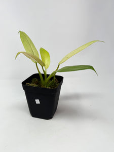 Philodendron Whipple Way C