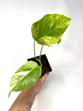 Load image into Gallery viewer, Monstera Deliciosa Aurea Variegated A