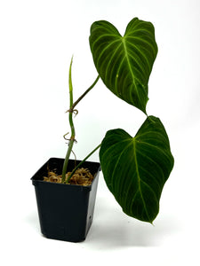 Philodendron Splendid