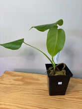 Load image into Gallery viewer, 150. Monstera Deliciosa Albo Variegated