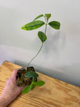 Load image into Gallery viewer, 101. Hoya Cystiantha