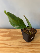 Load image into Gallery viewer, 301. Hoya Lambii