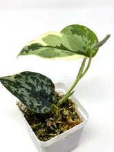 Load image into Gallery viewer, Scindapsus Mayari Variegated F