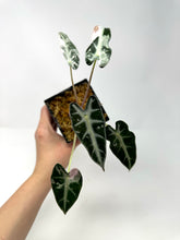 Load image into Gallery viewer, Alocasia Bambino Pink Variegated C